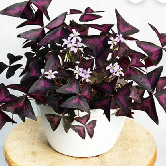 2 x $20‼️ CLOVER PENDANT / NECKLACE Silver & Gray embellished Crystal Gift Idea - Picture 4 of 8